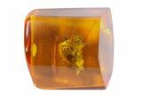 Fossil Fly (Diptera) And Spiderweb In Baltic Amber #73362-1